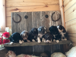 Mini AussieDoodle Breed Photo