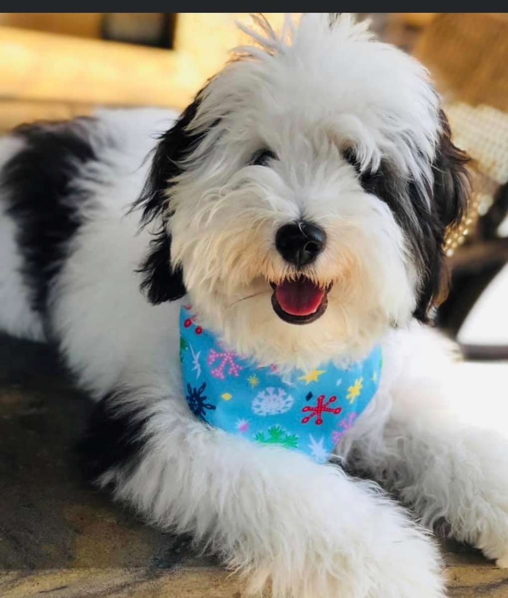 Micro Mini Sheepadoodle Breed What is a Sheepadoodle